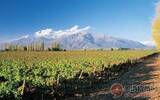 智利代表性的产酒村——上普恩特