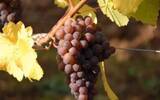 葡萄的不同部位分别给葡萄酒酿造提供了什么？