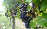 日本葡萄新品种山幸被收录到OIV《国际葡萄品种名录》