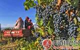 “一带一路”对新疆葡萄酒产业的影响