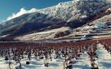世界上最冷葡萄酒产区排名