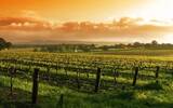 世界上最美的18大葡萄酒产区 一生至少要去一次
