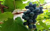 葡萄成熟主要看什么？什么样的葡萄才能称之为成熟？