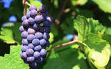 气候变化影响葡萄酒风味和品质
