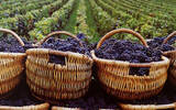 新西兰葡萄酒出口增长速度飞快