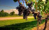 纳帕谷葡萄酒产区旅游行程推荐
