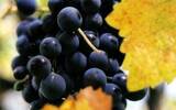 你了解这些极具地域特色的红葡萄品种吗？