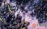 带梗发酵对葡萄酒品质的影响