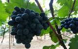 新疆葡萄酒产业利润首次转正 发现新疆葡萄酒产业特色