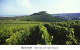 一文了解德国的符腾堡葡萄酒产区