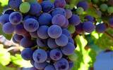 阿根廷葡萄酒协会公布新出口战略