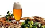 研究:男性每周喝适量啤酒可增加精子量