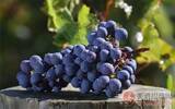 葡萄品种：品丽珠，低调与华丽的融合
