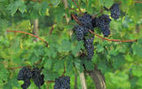 酿酒葡萄种植条件