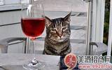 日本推出猫咪饮用的葡萄酒