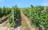 德国优质白葡萄酒产地：阿尔萨斯