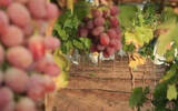 甘肃省30条措施加大投入和质量管控 扶持葡萄酒产业发展
