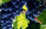 新疆拟打造300亿葡萄酒+产业