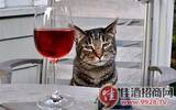“喵喵”牌葡萄酒属于猫的酒