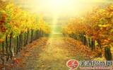 【图】葡萄酒产区秋收时节美照 美得让人窒息