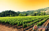 历史和文化的积淀 加州葡萄酒的根
