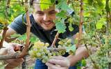 德国葡萄采收工作全面开展