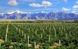 2020年新疆焉耆县葡萄产业总产值达3.5亿元