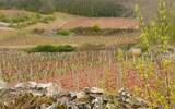 土壤肥沃的地方酿不出好葡萄酒 到底为什么？