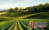 2013年宁夏将重点发展葡萄产业