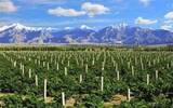 新疆政协委员提出四点葡萄酒产业发展建议