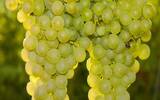 你对勃艮第的香瓜白葡萄酒了解吗？
