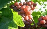 粉红色的白葡萄品种，你见过哪些?