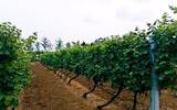 关于梅洛红葡萄品种 你了解多少？