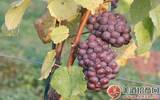 葡萄品种：灰皮诺和白皮诺是黑皮诺的变种