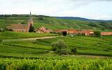 法国阿尔萨斯产区将在月底迎来葡萄采收季