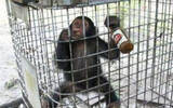 非洲猩猩酗酒成性 无酒不欢仰头几分钟吹完一瓶