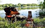哥斯达黎加有了“狗狗啤酒” 宠物也可当“酒友”