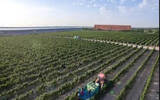 300亿的宁夏葡萄酒，定下2000亿的目标！