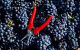 普利亚大区有机葡萄园取得蓬勃发展，10年间增长14%