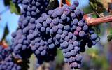 美乐：你不可不知的世界第二大葡萄品种
