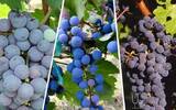 解百纳是一个葡萄品种 还是一个品牌？