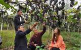 村民种植野生葡萄，每亩收入达到33000元