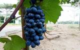 尼亚加拉葡萄酒产区自助游