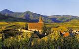 揭秘法国阿尔萨斯葡萄酒产区“四大贵族”