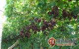 葡萄品种的混合种植有助于预防病害