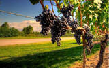 葡萄酒进口爆发式增长 葡萄酒电商需提速