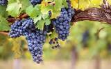 尼亚加拉葡萄酒产区自助游指南
